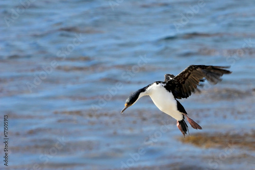 Imperial Shag Cormorant, phalacrocorax atriceps, Falkland Islands, Islas Malvinas