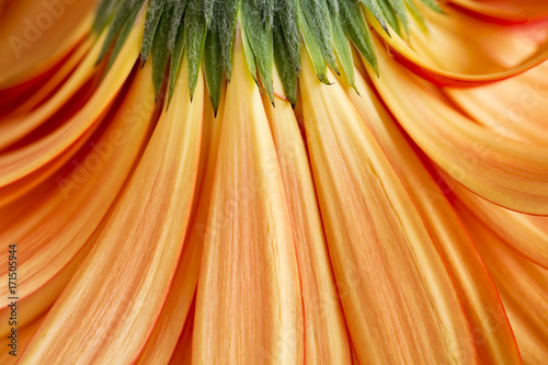 Close-up of the under side of orange gerbera daisy petals photo