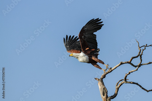 African Fish Eagle photo