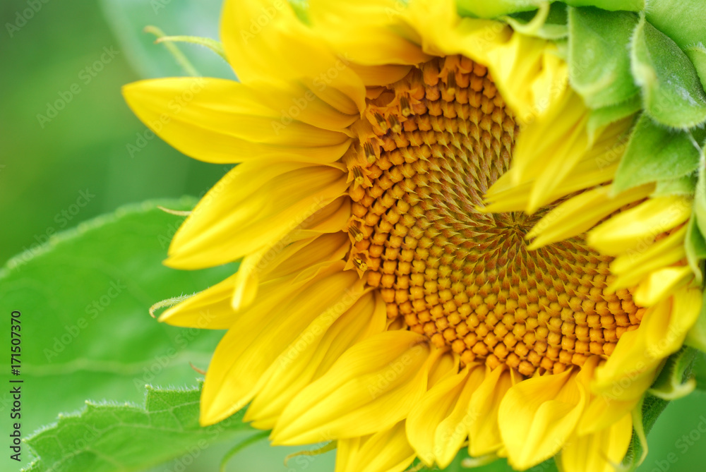 Obraz premium Sunflower