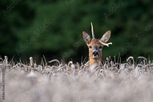 Roebuck with abnormal antler