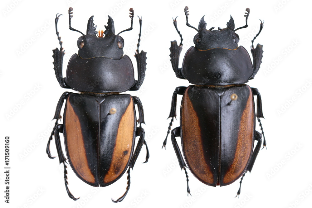 Fototapeta premium neolucanus parryi