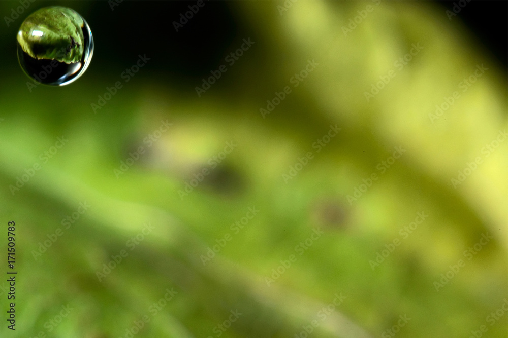 The green leaf is reflected in a drop of water The green leaf is reflected in a drop of water