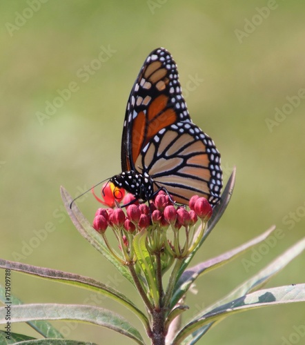 Monarch on tiny flowers