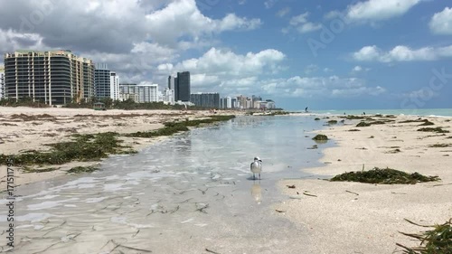 Changes in wave patterns bringing water and seagrass to Miami Beach after Hurricane Irma in 2017 photo