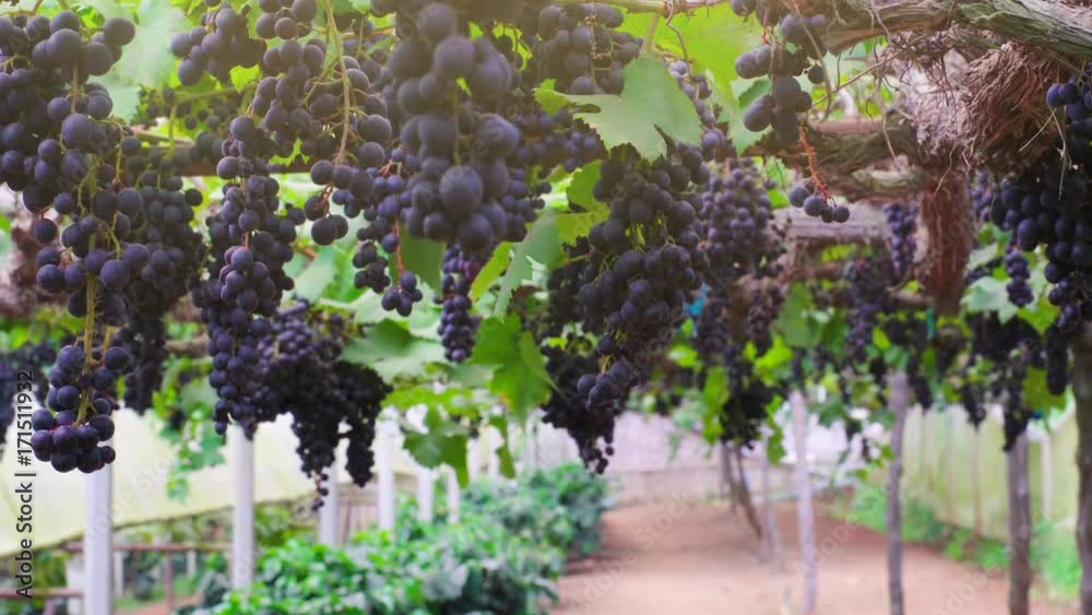 Pan across wine grapes, ripening in a vineyard. Pan across wine grapes, ripening in a vineyard.