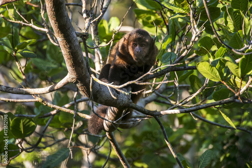 Macaco-prego-de-crista (Sapajus robustus) | Crested capuchin photographed in Linhares, Espírito Santo - Southeast of Brazil. Atlantic Forest Biome.