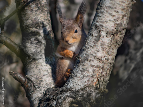 Cute squirrel in v-shaped tree