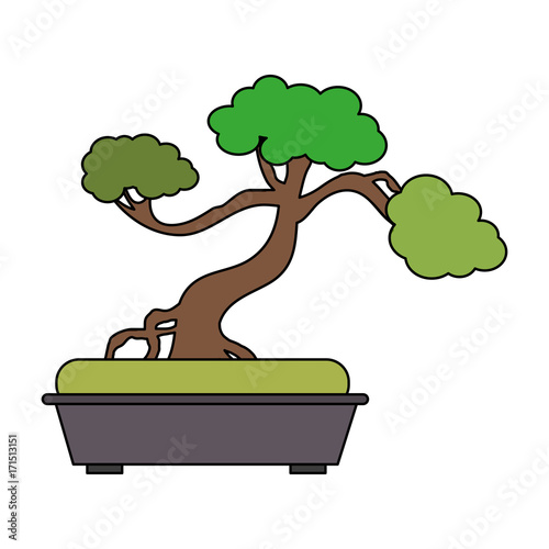 bonsai tree japan related icon image vector illustration design 