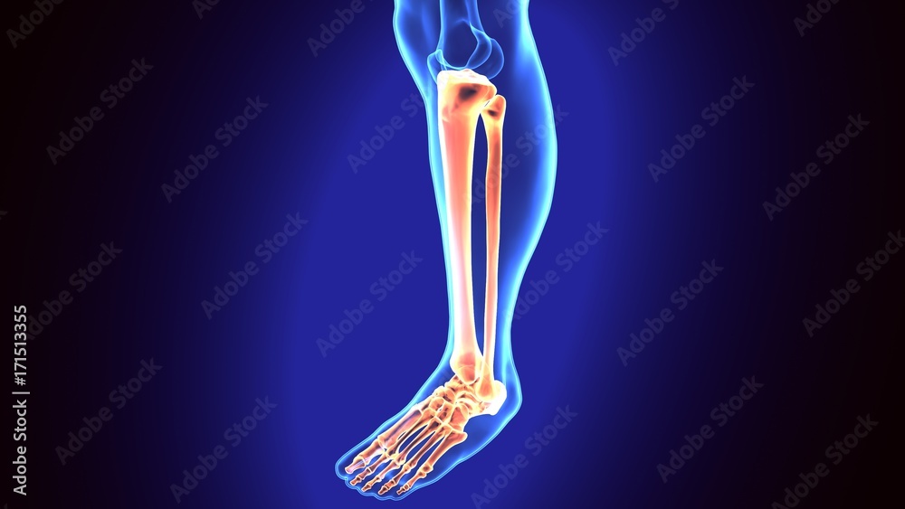 Tibia And Fibula On Skeleton