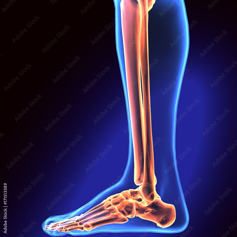 3D Illustration of Human Skeleton Tibia and Fibula Bones Stock ...