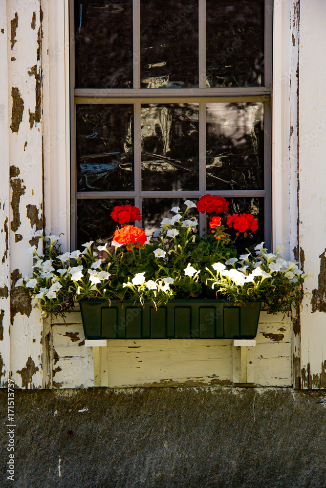 Naklejka premium Flower Box at the Library