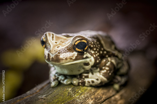 Colorful frog on wood with big eyes.