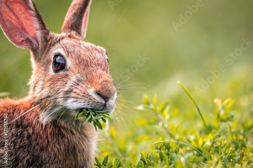 Young Eastern Cottontail Rabbit (Sylvilagus Floridanus) closeup munches on fresh greens