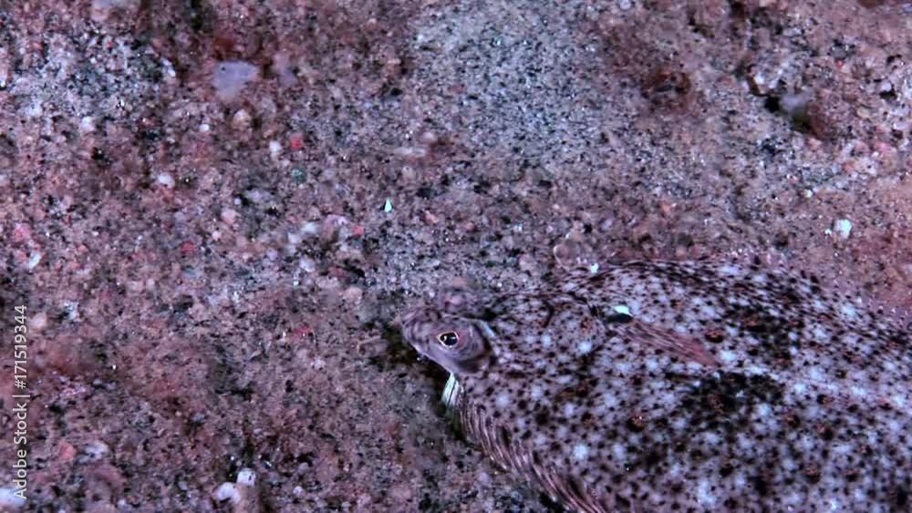 Flounder flatfish underwater on seabed in search of food in White Sea Russia. Unique dramaturgy pic macro video close up. Marine life on background of pure clear clean water. Flounder flatfish underwater on seabed in search of food in White Sea Russia. Unique dramaturgy pic macro video close up. Marine life on background of pure clear clean water.
