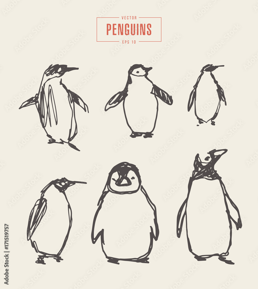 Obraz premium Set penguins hand drawn vector illustration sketch