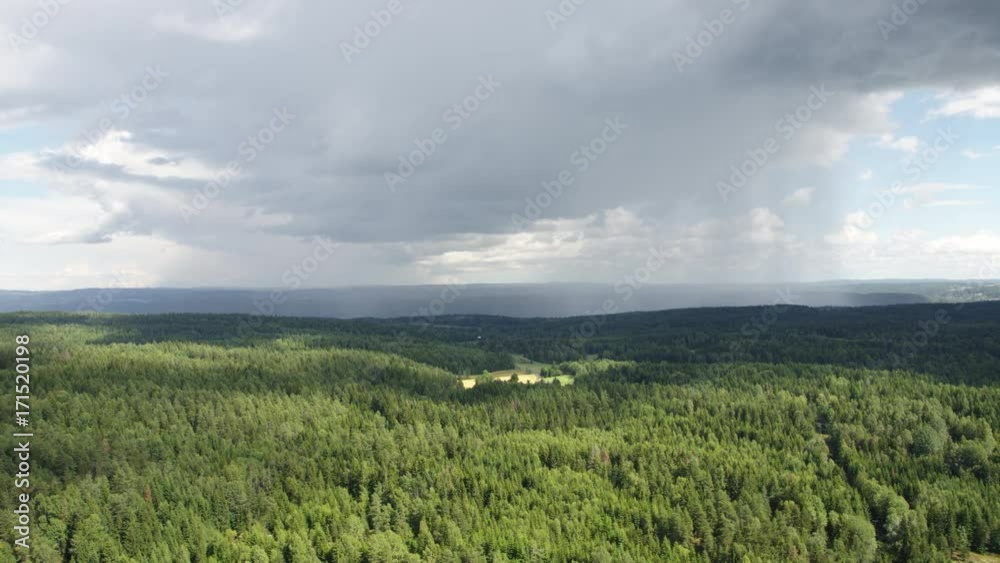 Forest at Nesodden Forest at Nesodden