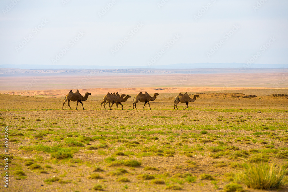 Herd Double Hump Bactrian Camels Row Gobi Desert