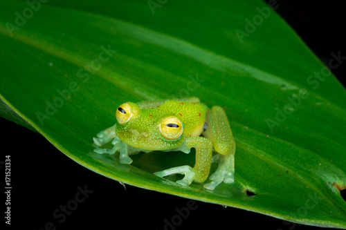 Green Crystal Frog