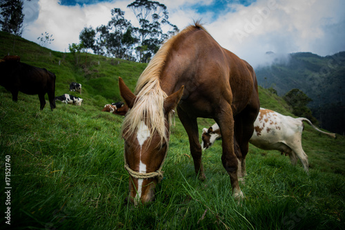 Horse © Eduardo