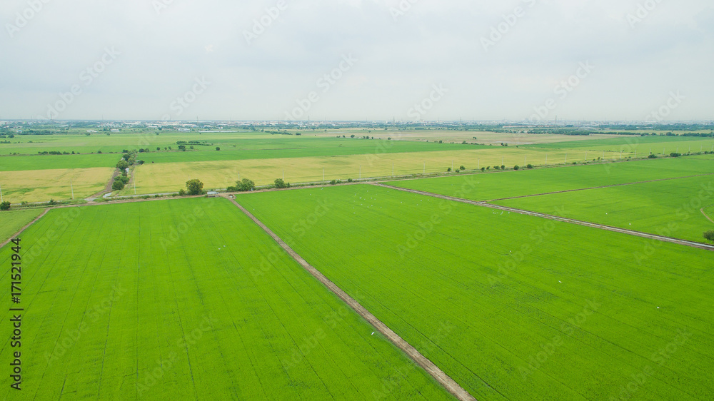 Aerial  view from flying drone of  Field rice  with landscape green pattern nature background