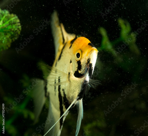 a fish floats in an aquarium at home
