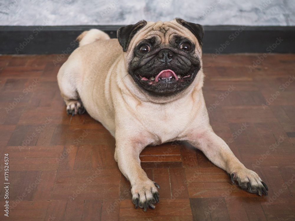 Obraz premium Adorable pug dog lying on floor at home, 3 year old, looking at the camera