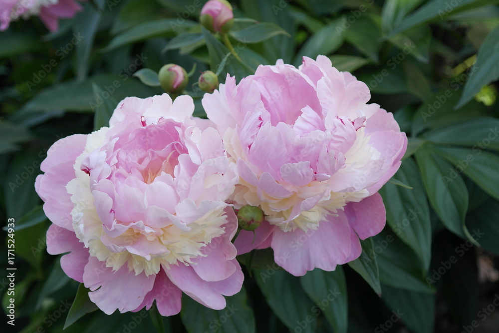Peonies Peonies