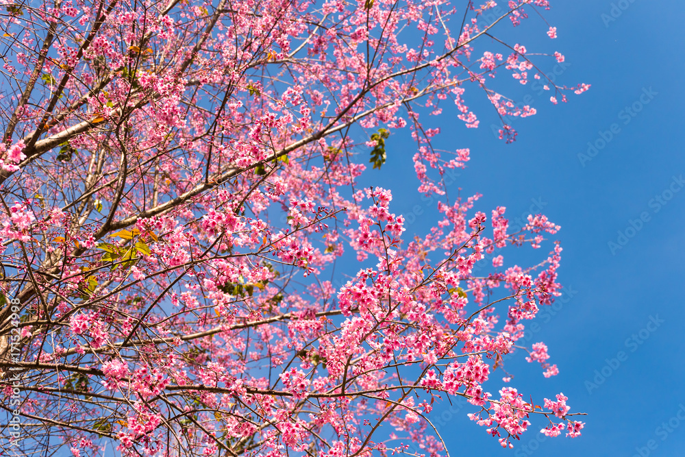 Pink spring flowers with blue sky background. Pink spring flowers with blue sky background.