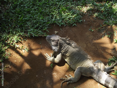 Iguana Lizard © Kim