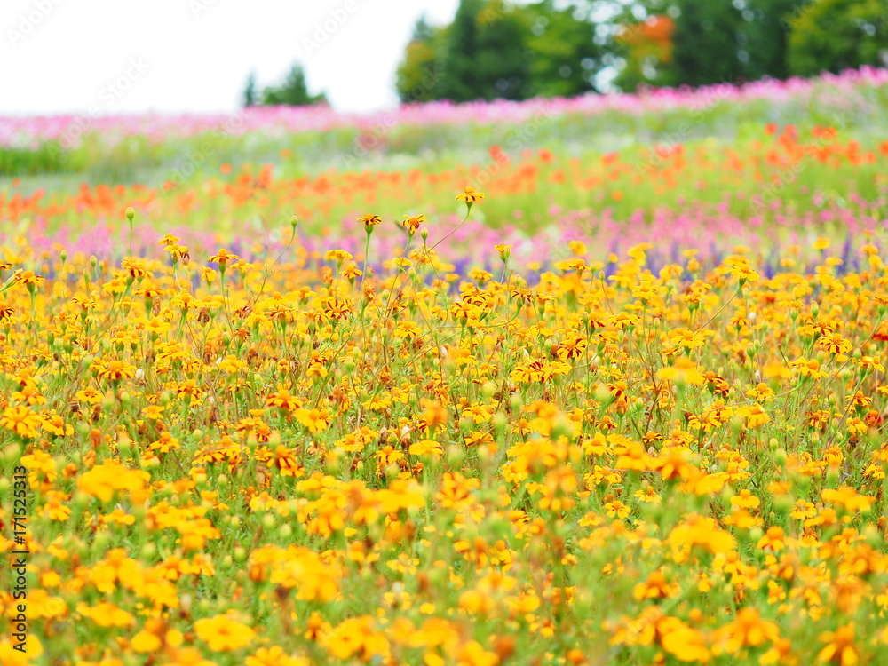 北海道の素敵な花畑