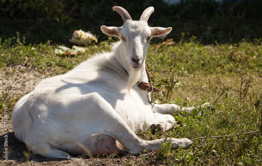 a portrait of a goat in the pasture a portrait of a goat in the pasture