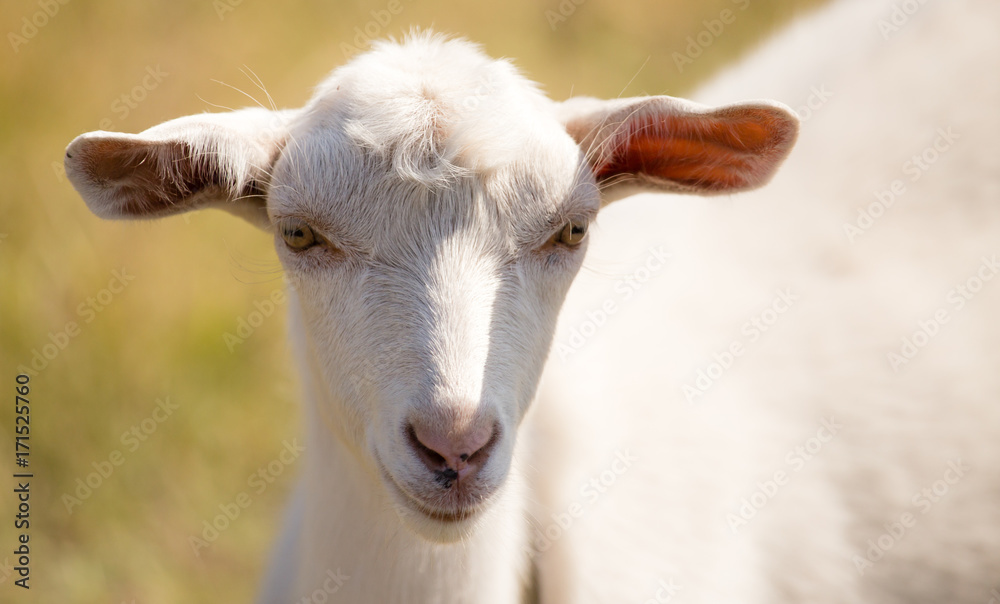 a portrait of a goat in the pasture