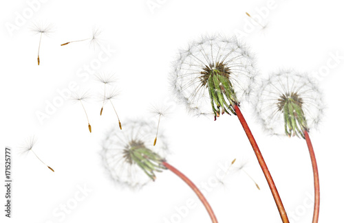 Airborne dandelion seeds flying in the wind, isolated on a white background