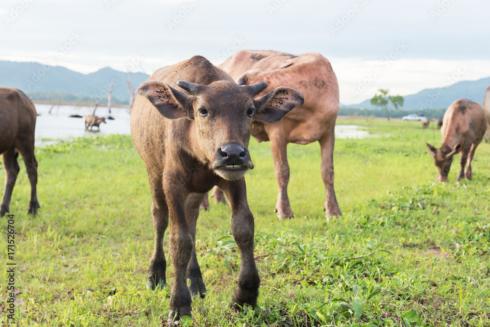 Domesticated water buffalo in a lush paddock near a stream. Closeup of face. Domesticated water buffalo in a lush paddock near a stream. Closeup of face.