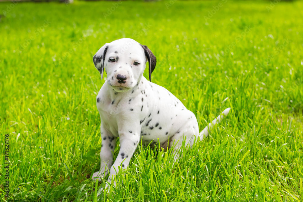adorable dalmatian puppy walking outdoors in summer garden, cute  puppy Dalmatians