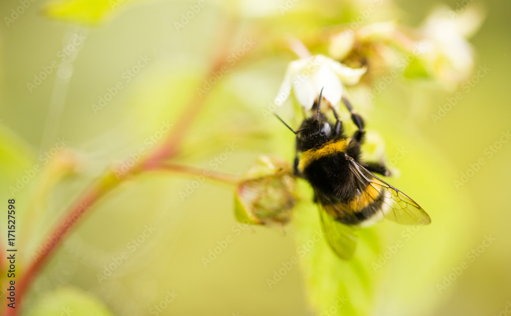 a bee on a flower in raspberries a bee on a flower in raspberries