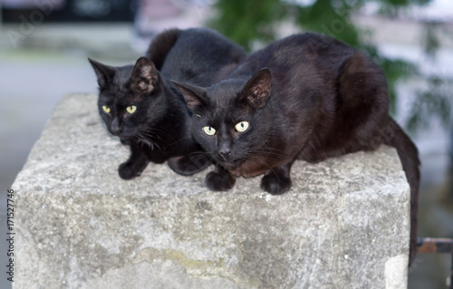 Two black cats