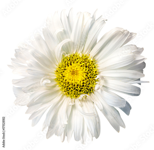 Daisy chrysanthemum chamomile isolated on white background