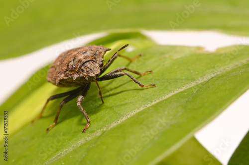 Extreme close up Shield Bug Or Stink Bug brown on plant