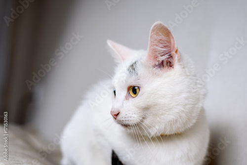 beautiful white cat 
