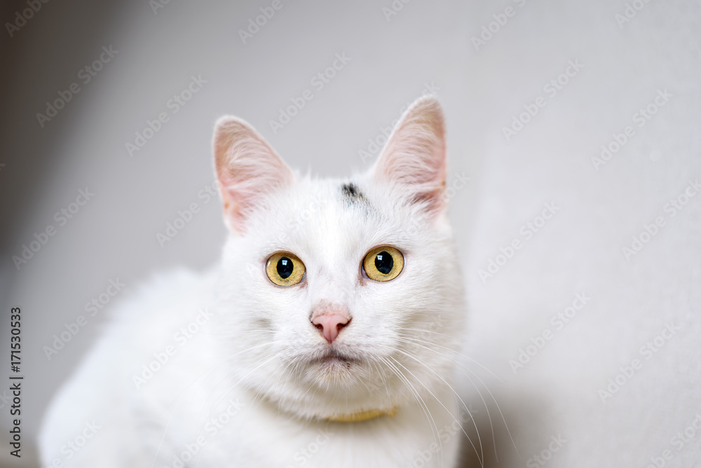 beautiful white cat 
