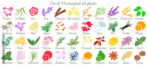 Big set of 44 essential oil plants. flat style, colored