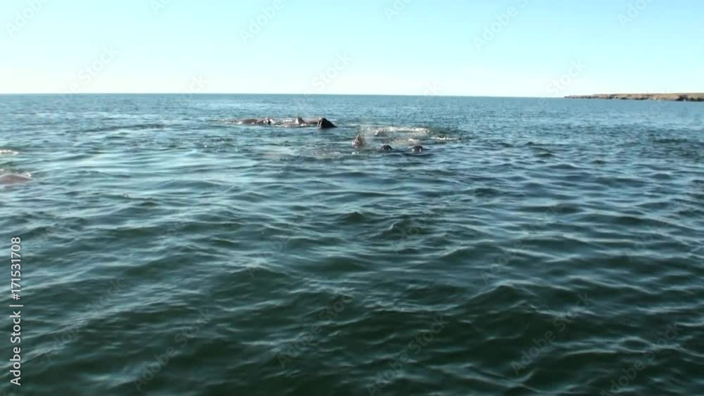Group of walruses rest in water of Arctic Ocean on New Earth in Russia. Unique landscape of wildlife in background of desert. Ecotourism in wilderness. Wild nature. Pinniped mammals. Group of walruses rest in water of Arctic Ocean on New Earth in Russia. Unique landscape of wildlife in background of desert. Ecotourism in wilderness. Wild nature. Pinniped mammals.
