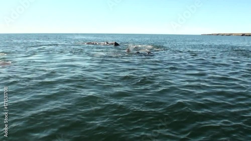 Wallpaper Mural Group of walruses rest in water of Arctic Ocean on New Earth in Russia. Unique landscape of wildlife in background of desert. Ecotourism in wilderness. Wild nature. Pinniped mammals. Torontodigital.ca
