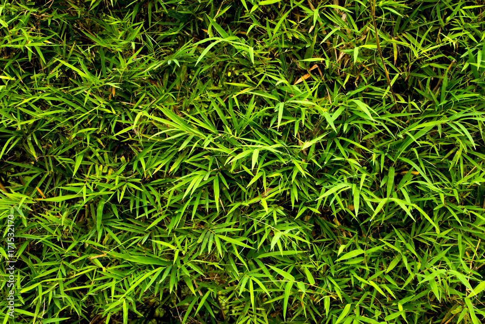 Bright bamboo leaves background. Fresh summer natural wallpaper Bright bamboo leaves background. Fresh summer natural wallpaper