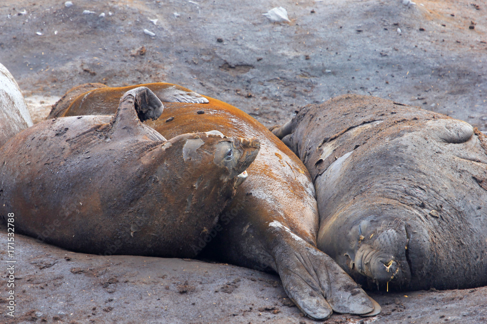 Fototapeta premium Elephant Seals, Mirounga Leonina, Antarctic Peninsula Antarctica
