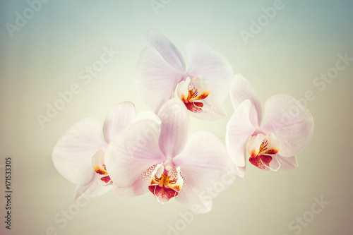 Blooming orchid flowers on colorful background.