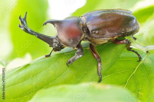 カブトムシ photo