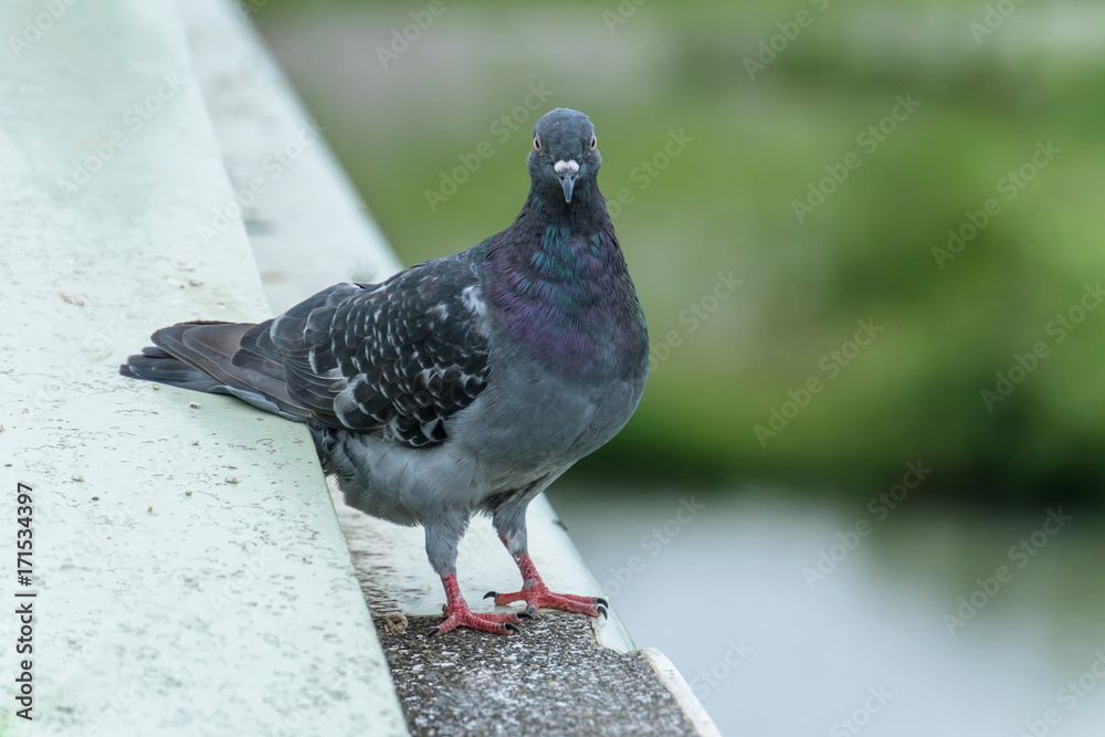 Obraz premium 橋の上の鳩１